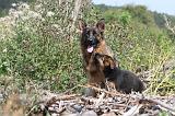 BERGER ALLEMAND 145